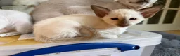 Oriental cats for sale: Last girl available-TICA - Advert 4