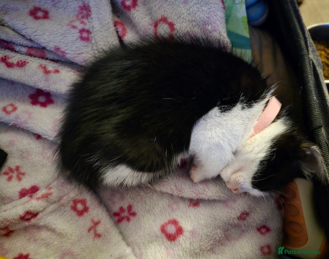 Mixed Breed cats for sale: Adorable black and white kittens - Image 4