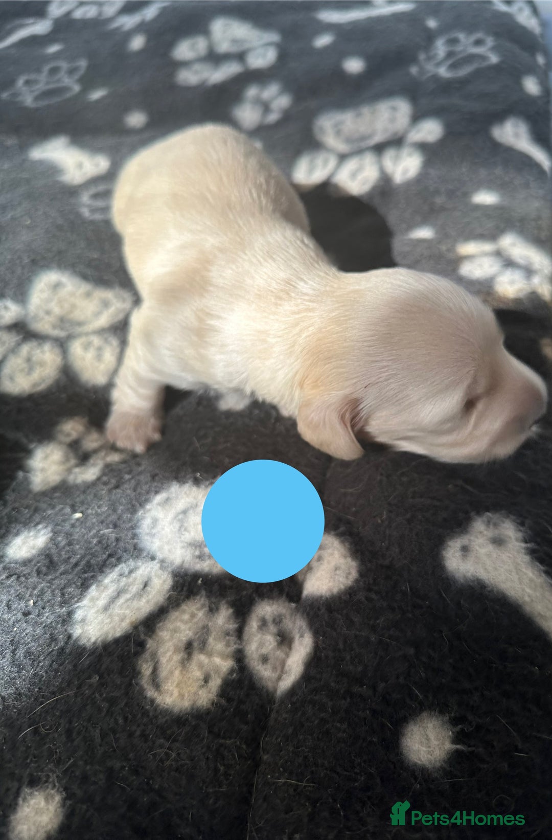 Dachshund dogs for sale: KC Reg Miniature English Cream Dachshund Puppies - Image 6