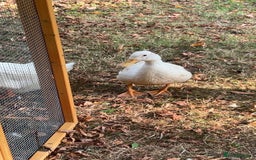 Ducks poultry for sale: 2 Cherry Valley Ducks - Image 4