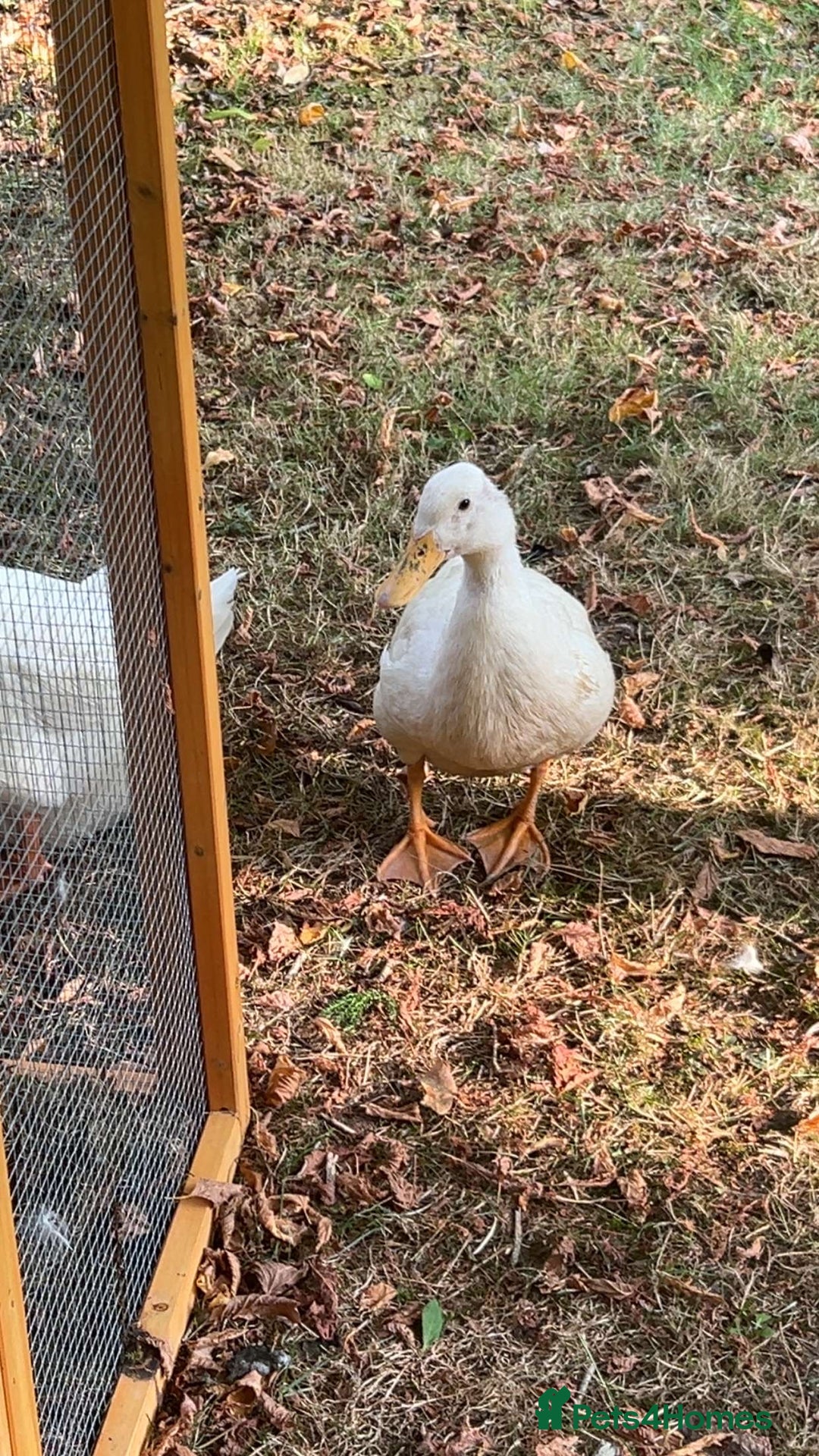 Ducks poultry for sale: 2 Cherry Valley Ducks - Image 4