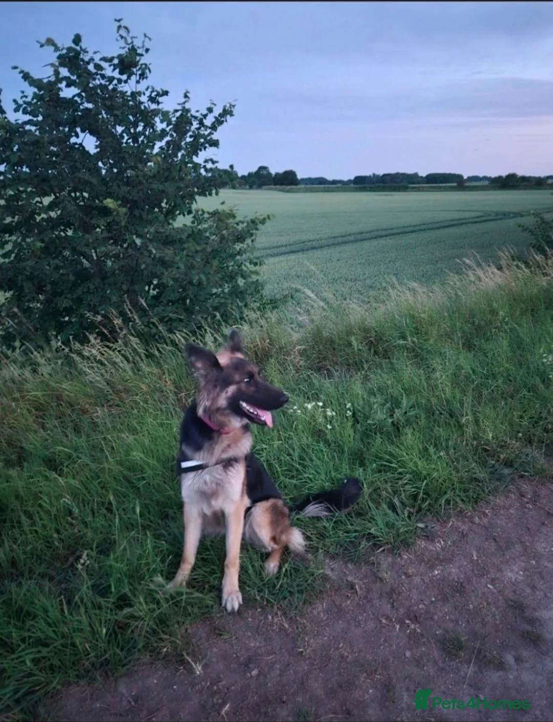 German Shepherd dogs for sale: 2 girls left , beautiful german shepherd pups 🐾  - Advert 8