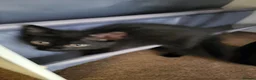 Mixed Breed cats for sale: Kittens for sale  - Advert 8