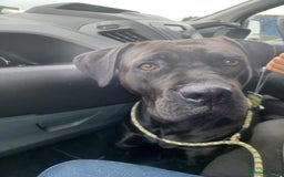Cane Corso dogs for sale: Cane Corso 2 1/2 looking for new home  - Image 6
