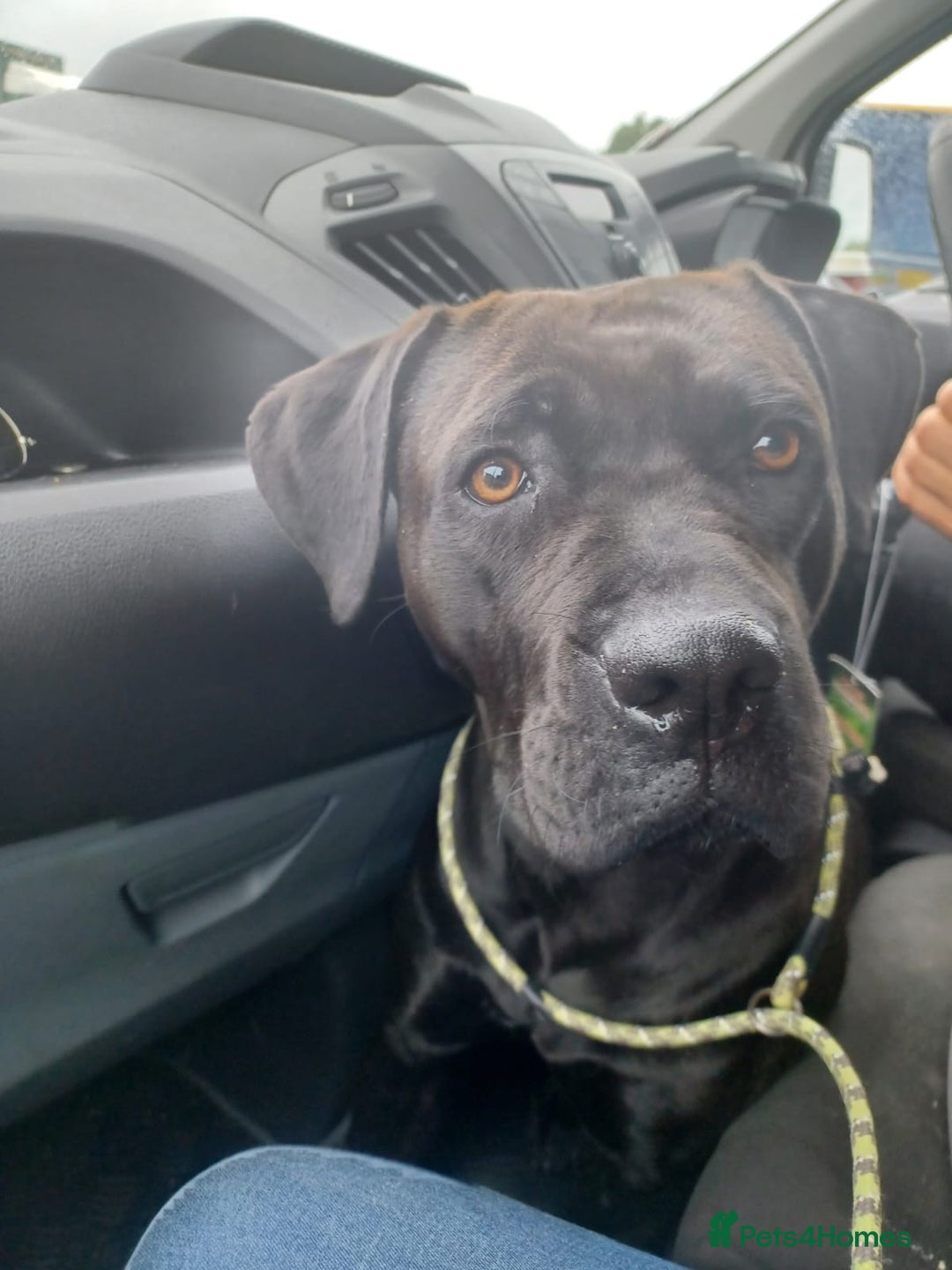 Cane Corso dogs for sale: Cane Corso 2 1/2 looking for new home  - Image 6