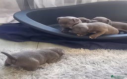 Staffordshire Bull Terrier dogs for sale: Lovely puppy  in Coventry - Image 20