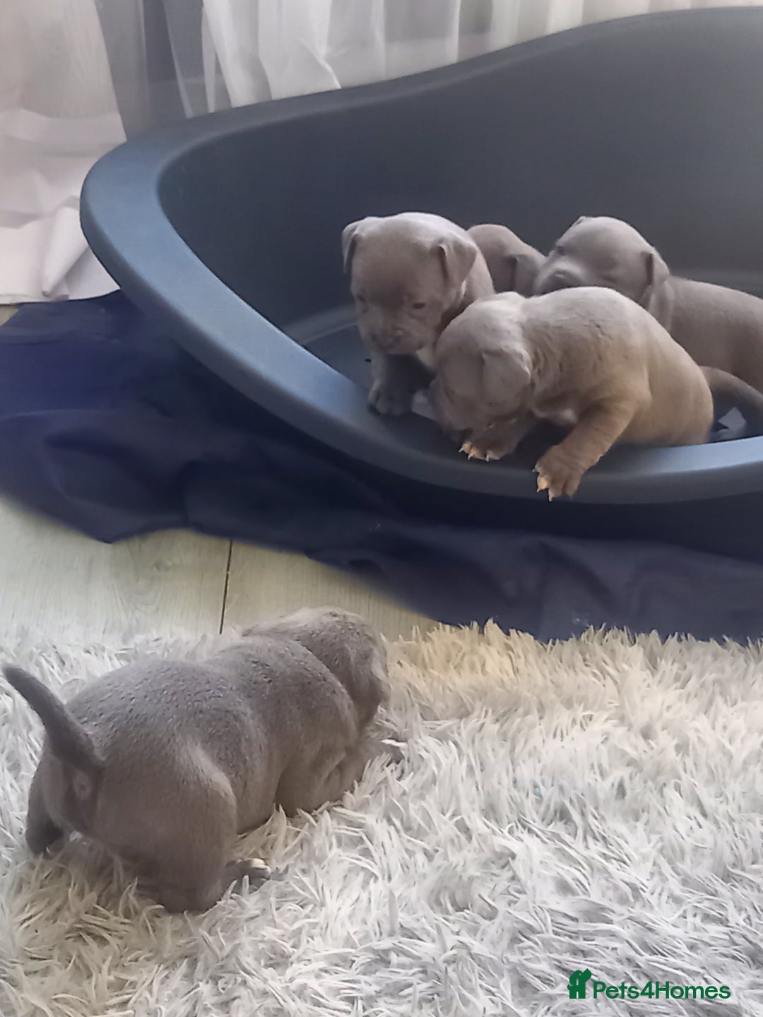 Staffordshire Bull Terrier dogs for sale: Lovely puppy  in Coventry - Image 20