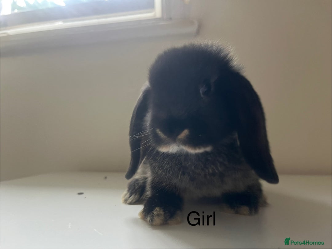 Mini Lop rabbits for sale: Mini lops available  - Advert 25