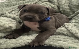 Staffordshire Bull Terrier dogs for sale: Stunning KC Blue Staffordshire Bull Terrier Pups - Image 7