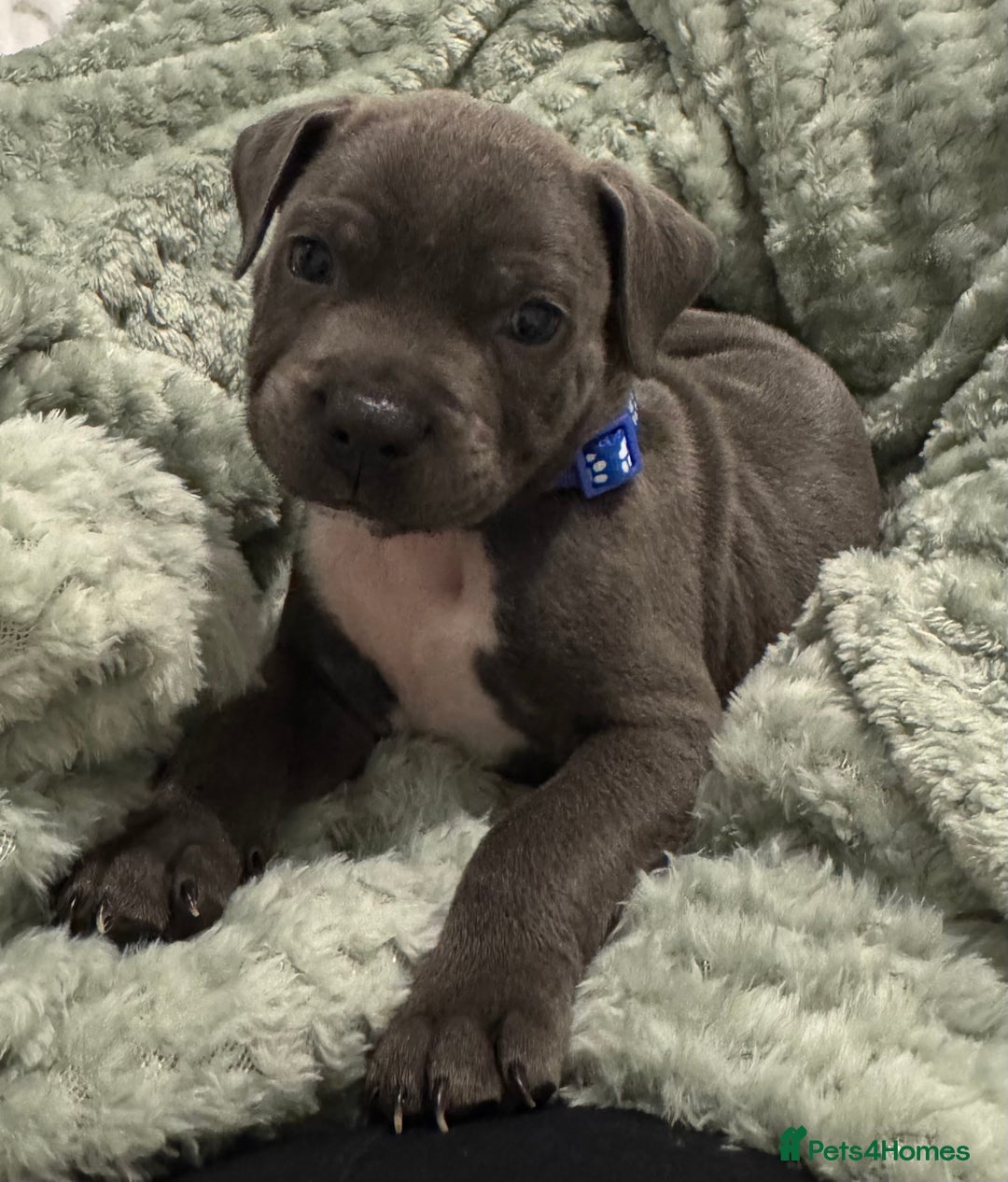 Staffordshire Bull Terrier dogs for sale: Stunning KC Blue Staffordshire Bull Terrier Pups - Image 7