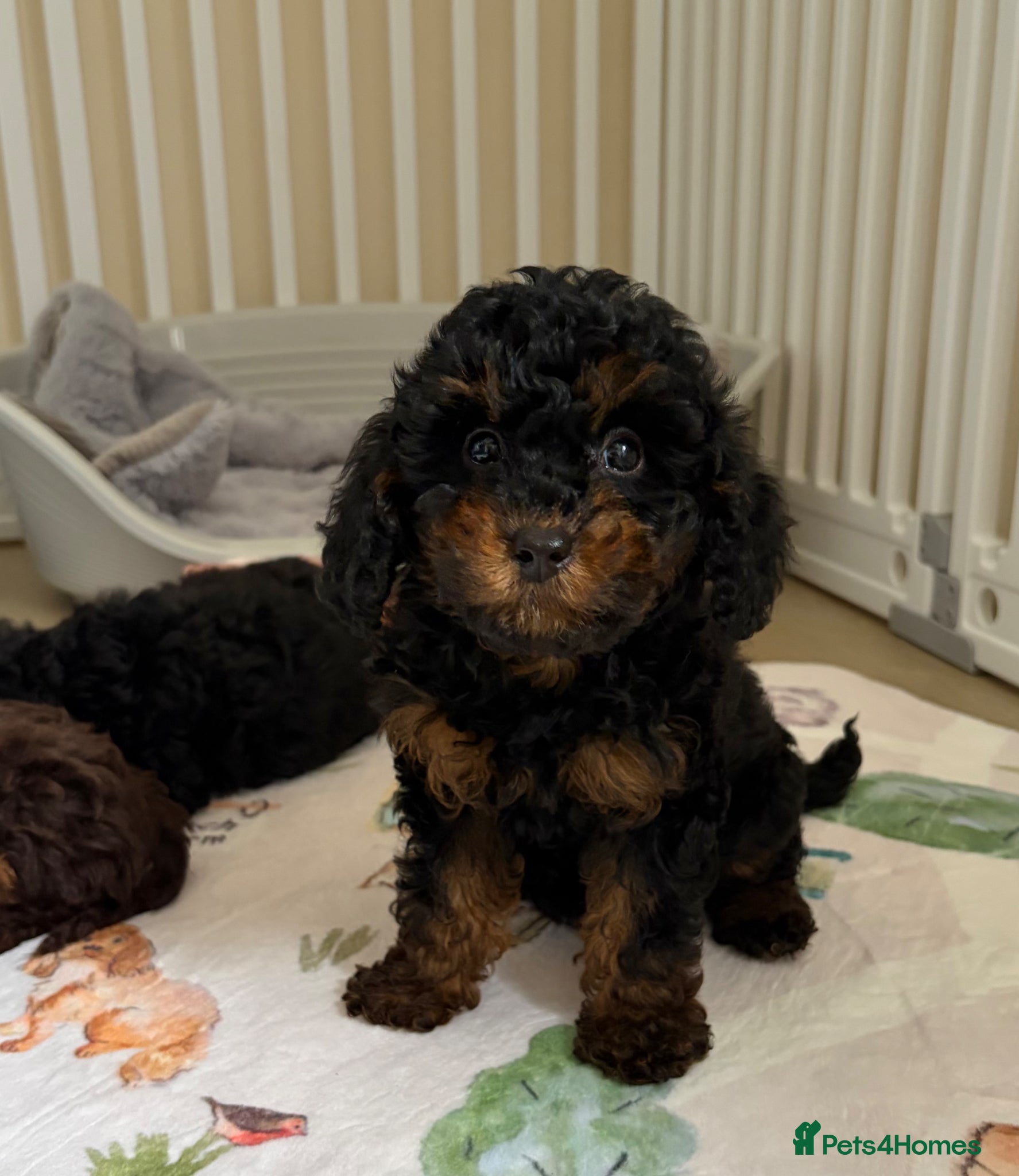 Toy Poodle dogs Health tested Toy Poodle puppies  - Advert 1