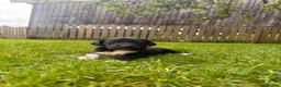 Borador dogs for sale: Collie x Labrador pups  in Llandrindod Wells - Advert 2