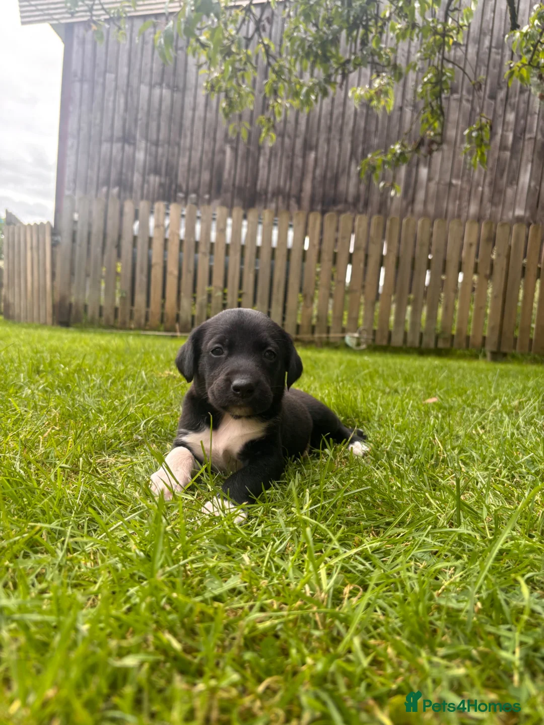 Borador dogs for sale: Collie x Labrador pups  in Llandrindod Wells - Advert 2