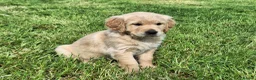 Golden Retriever dogs for sale: Beautiful litter of Golden Retriever puppies 🐶  - Advert 4