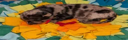 Mixed Breed dogs for sale: Unique Litter Miniature Dachshund & "Dameranian" - Advert 3