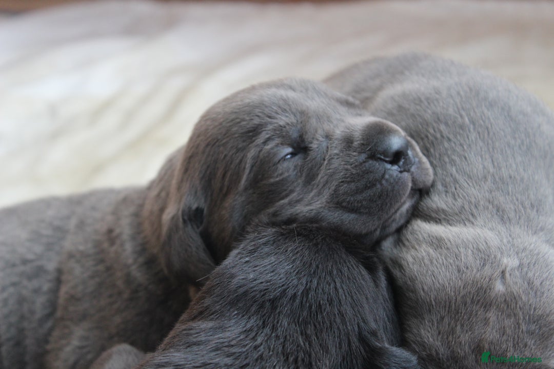 Cane Corso dogs for sale: Cane Corso Puppies from Exceptional Bloodlines - Advert 9