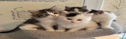 Ragdoll cats for sale: Beautiful Ragdoll kittens - Advert 4