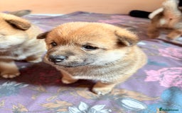 Japanese Shiba Inu dogs for sale: KC Registered Japanese Shiba-Inus  - Image 18