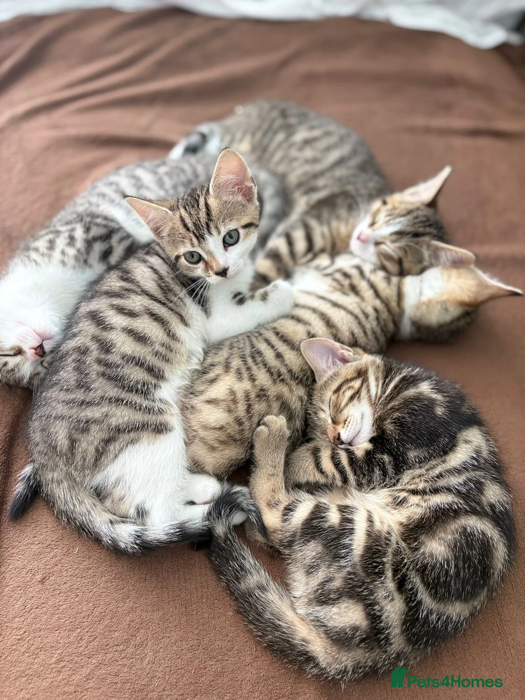 Mixed Breed cats for sale: The most adorable kittens for sale in London - Advert 13
