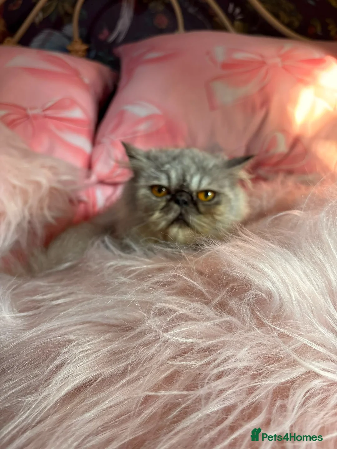 Persian cats for sale: Gorgeous  ** d exotic persian in Warrington - Advert 10