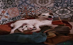 Jack Russell dogs for sale: Tremendous JRT boys  - Image 1