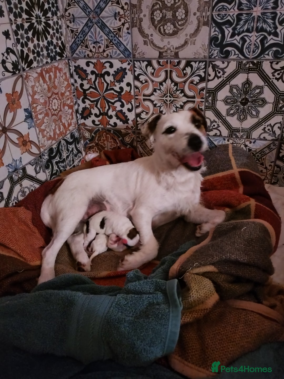 Jack Russell dogs for sale: Tremendous JRT boys  - Image 1