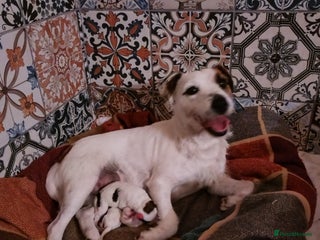 Jack Russell dogs - Advert 3