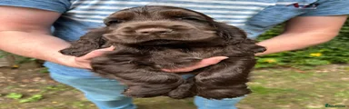 Cocker Spaniel 4