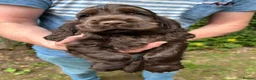 Cocker Spaniel dogs for sale: Rosie's chocolate puppies  in St Albans - Advert 1