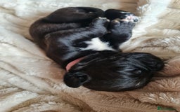 Cane Corso dogs for sale: Cane corso puppies  - Image 6