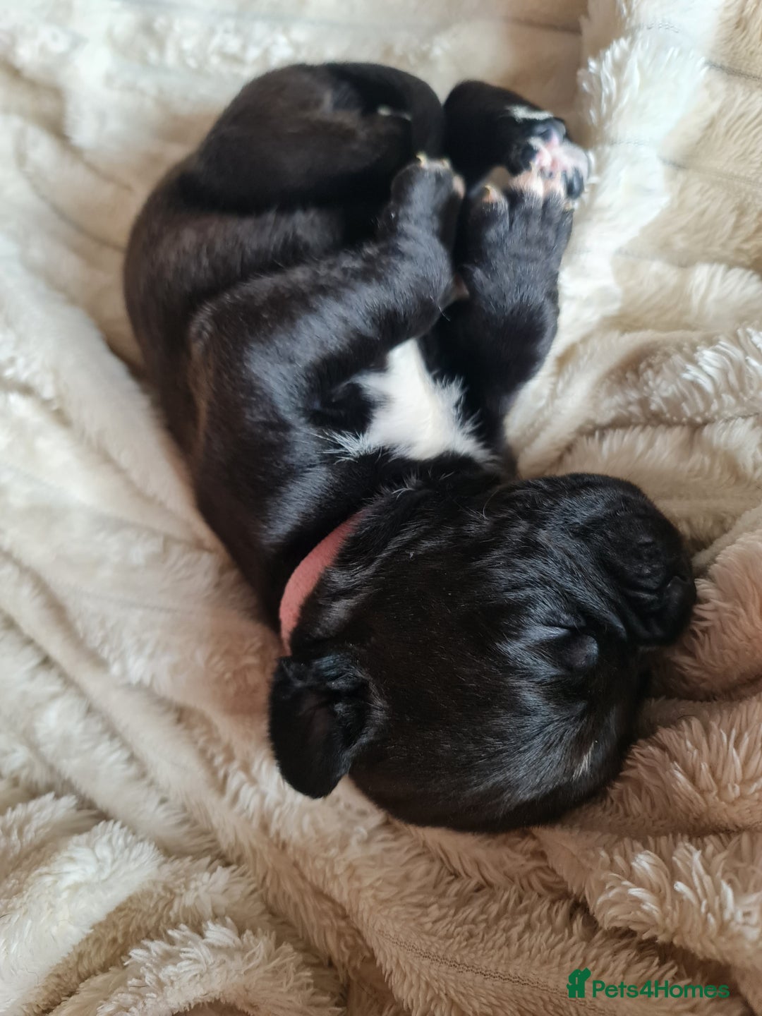 Cane Corso dogs for sale: Cane corso puppies  - Image 6