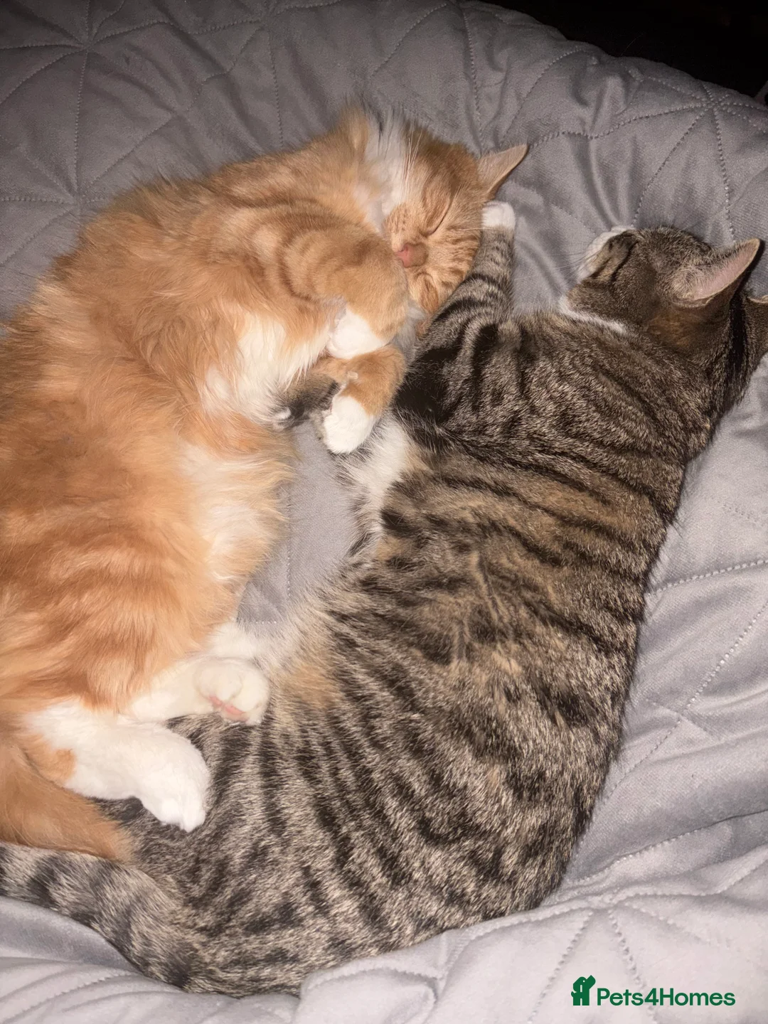 British Longhair cats for sale: Two Male Cats NEED REHOMING - Advert 2