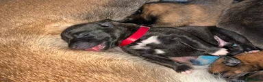 Belgian Shepherd Dog 8