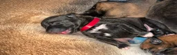 Belgian Shepherd Dog dogs for sale: Health tested dark stable but able Malinois  - Advert 4