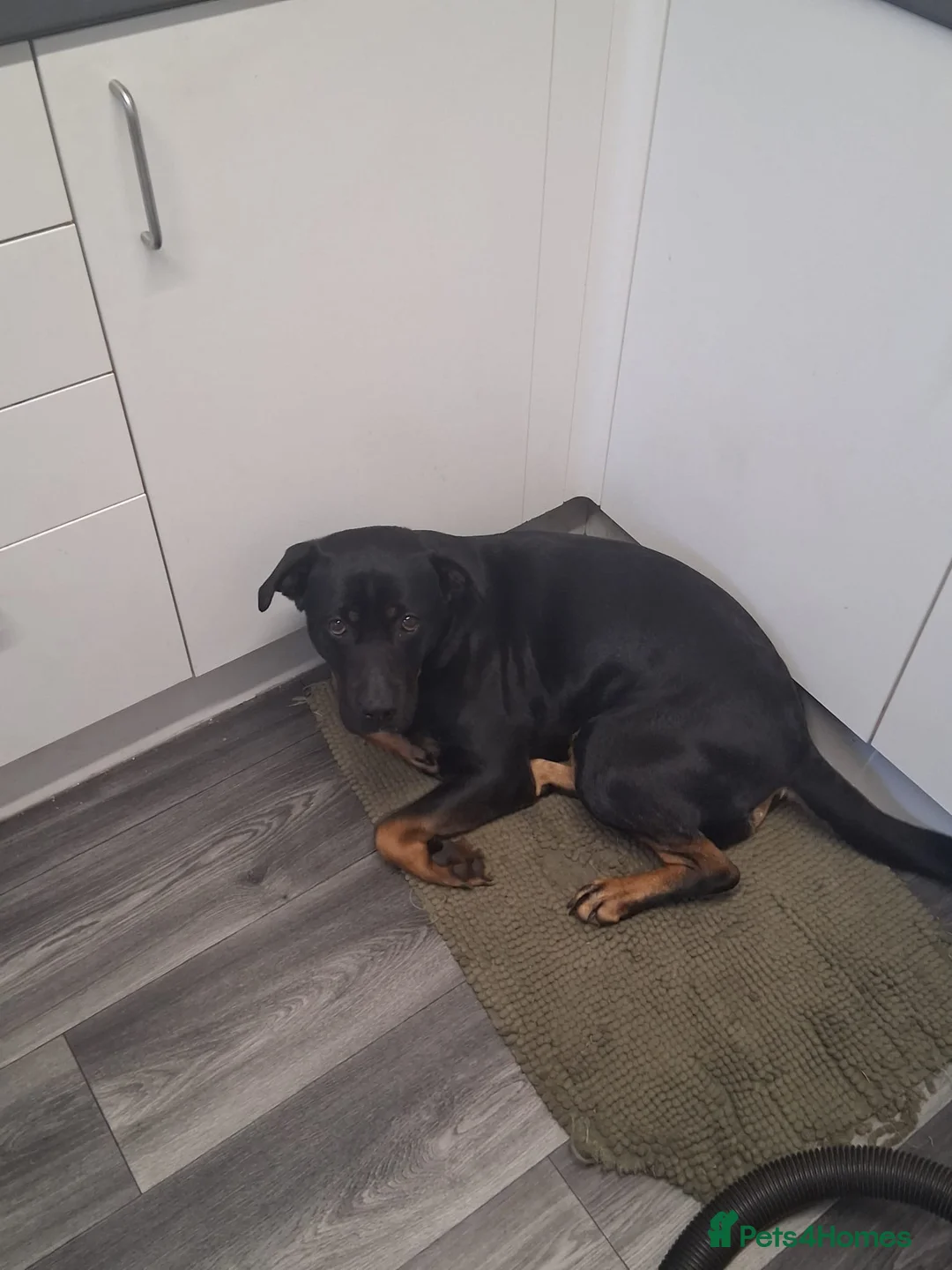 Mixed Breed dogs for sale: Rehoming rottie X - Advert 2