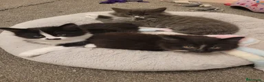 Mixed Breed Kitten 3