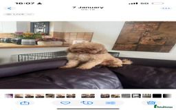 Toy Poodle dogs for sale: Elegant Royal KC Registered Red Toy Poodles - Image 2