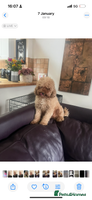 Toy Poodle dogs - Advert 11