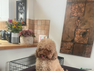 Toy Poodle dogs - Advert 4