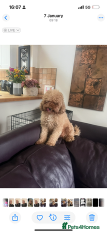 Toy Poodle dogs - Advert 12