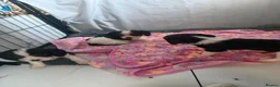 Cavalier King Charles Spaniel dogs for sale: 🐶Kc cavalier dna clear puppies 🐶4 boys left - Advert 23