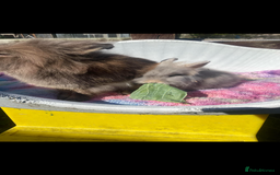 Lionhead rabbits for sale: Lionhead - Image 3
