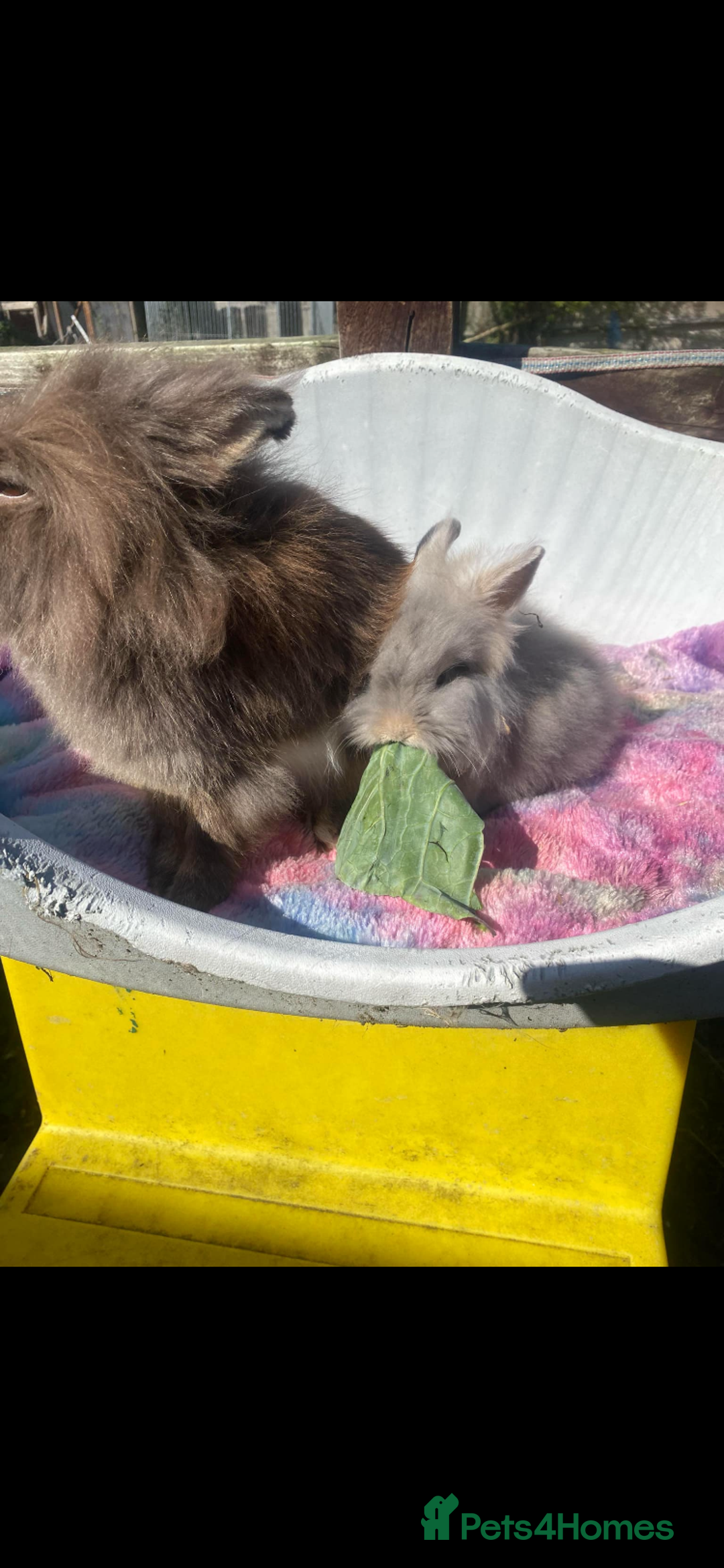 Lionhead rabbits for sale: Lionhead - Image 3