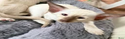 Oriental cats for sale: Last girl available-TICA - Advert 6