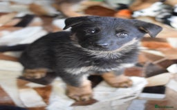 German Shepherd dogs for sale: German Shepherd Puppies - Image 16