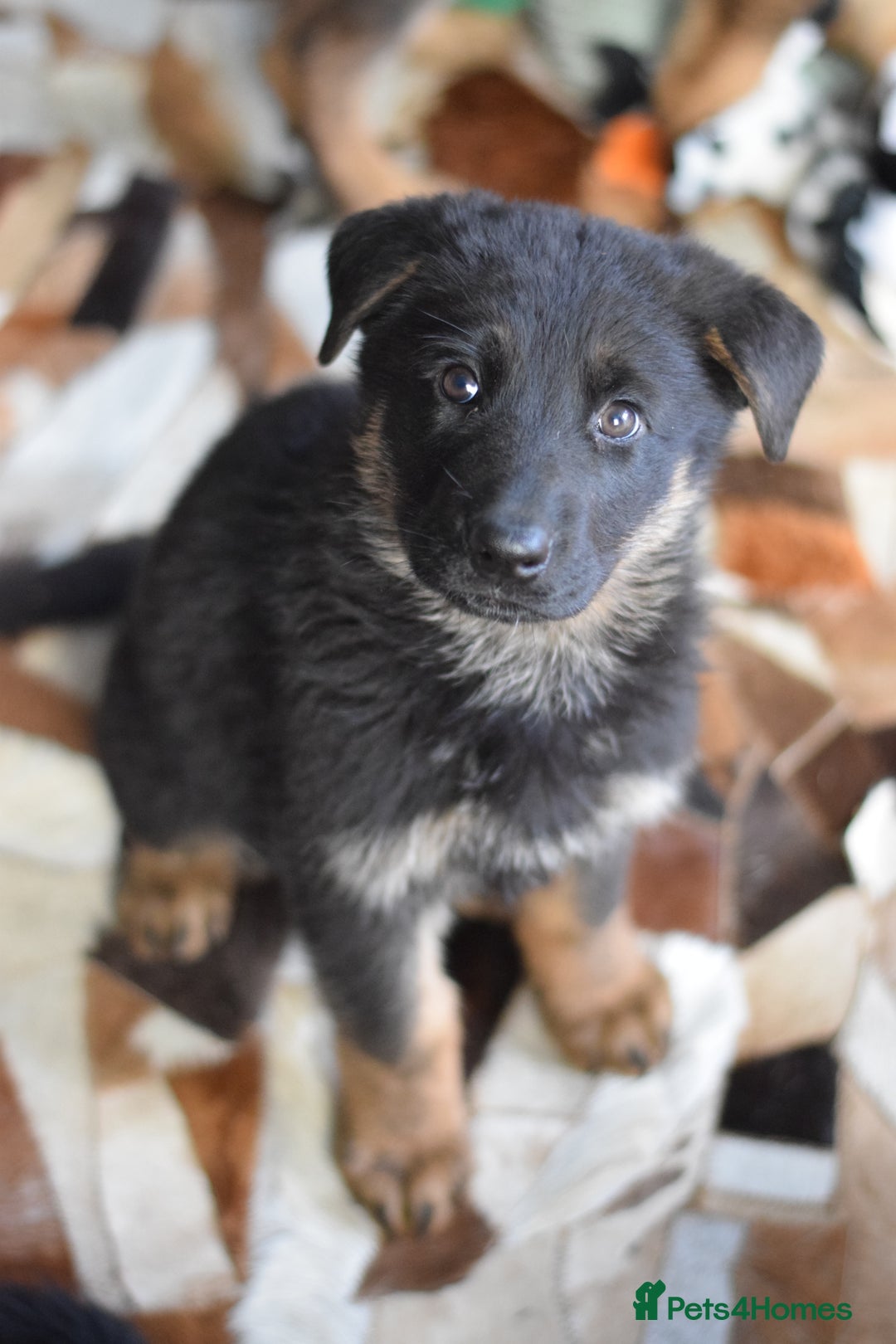 German Shepherd dogs for sale: German Shepherd Puppies - Image 16