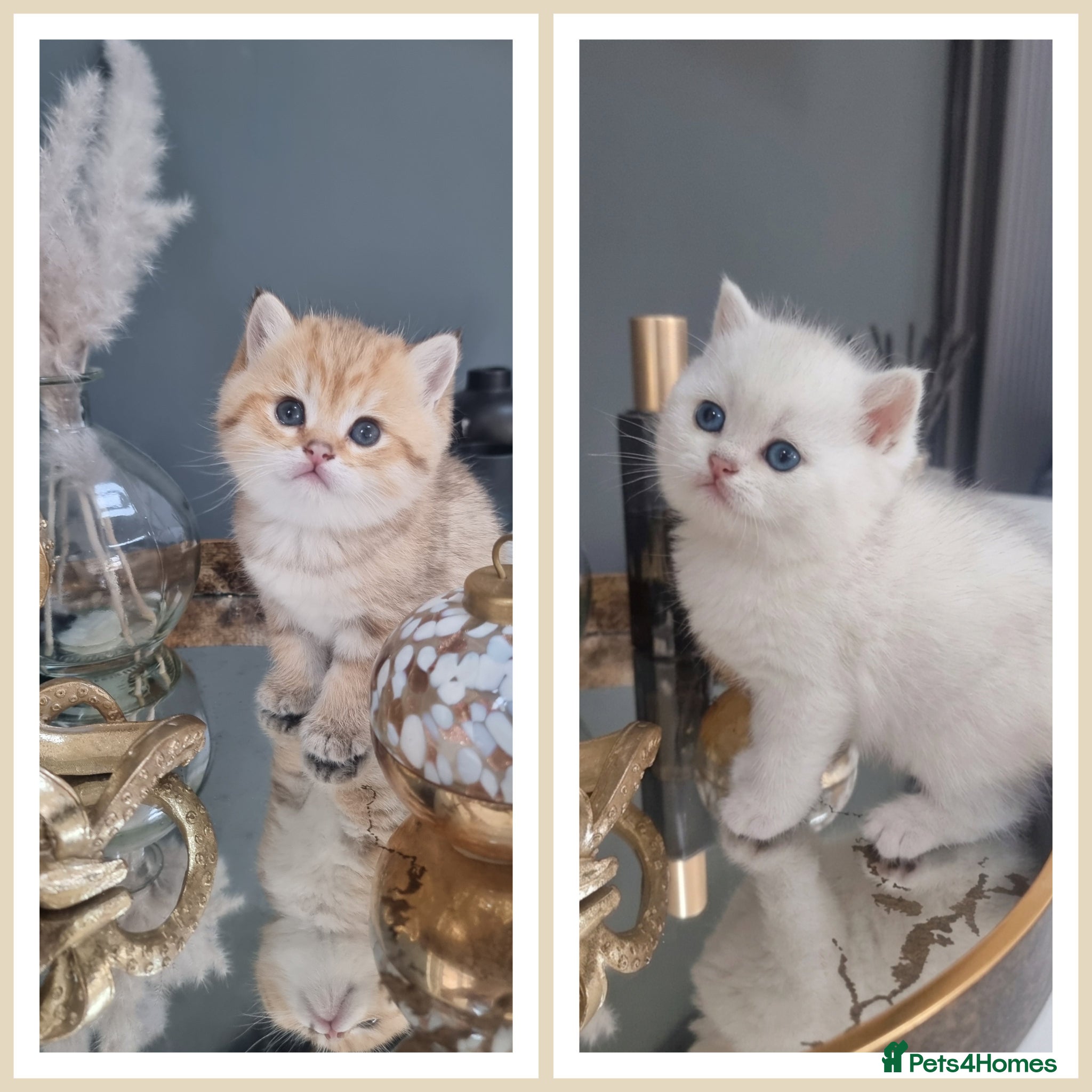 British Shorthair cats Chunky Golden/Silver Pedigree GCCF champion lines - Advert 4