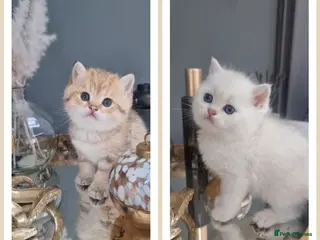 British Shorthair cats Chunky Golden/Silver Pedigree GCCF champion lines - Advert 4