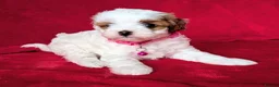Cavapoo dogs for sale: All puppies reserved. - Advert 15