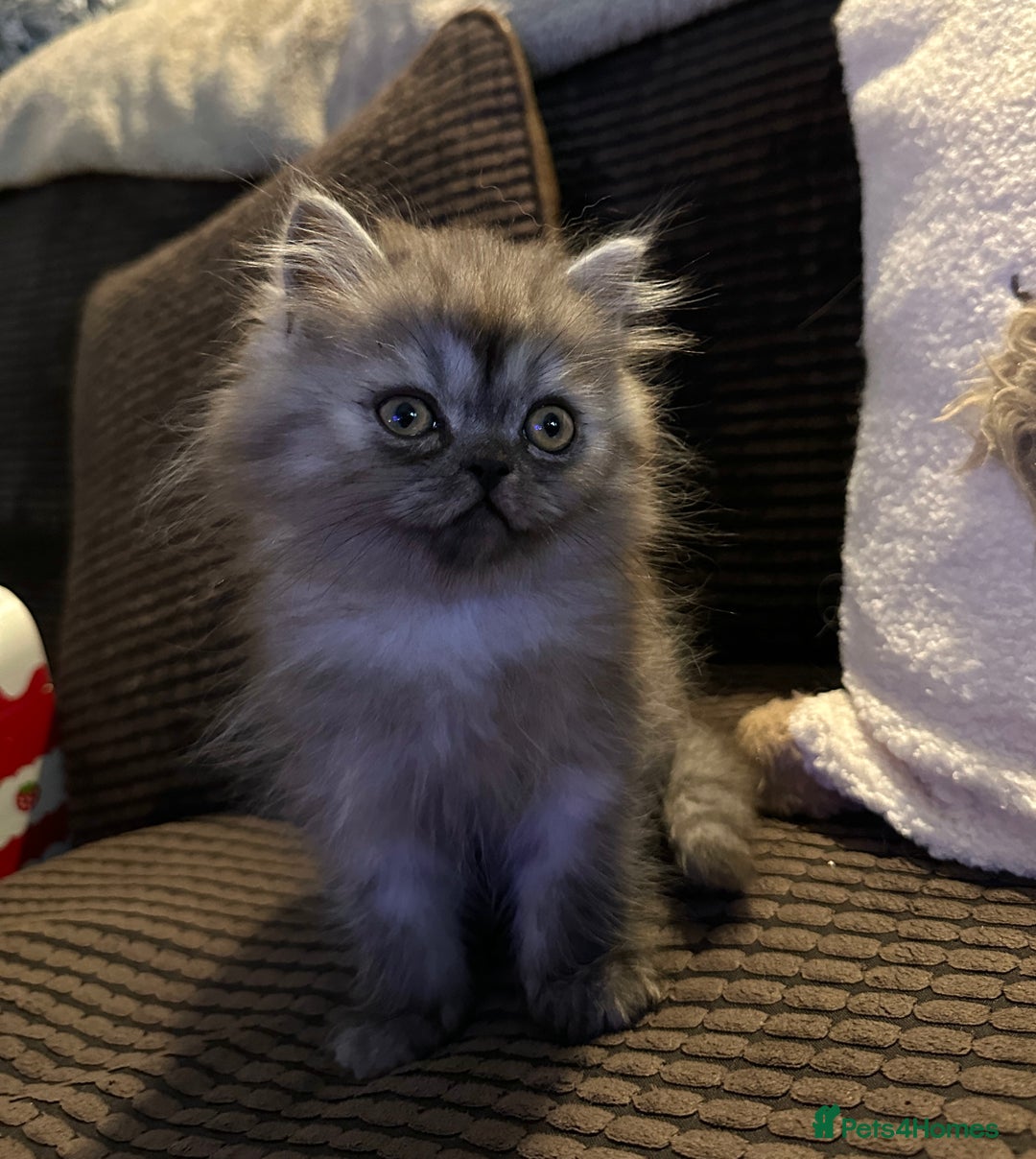 Persian cats for sale: 3 gorgeous, mischievous baby boys💙 - Advert 7